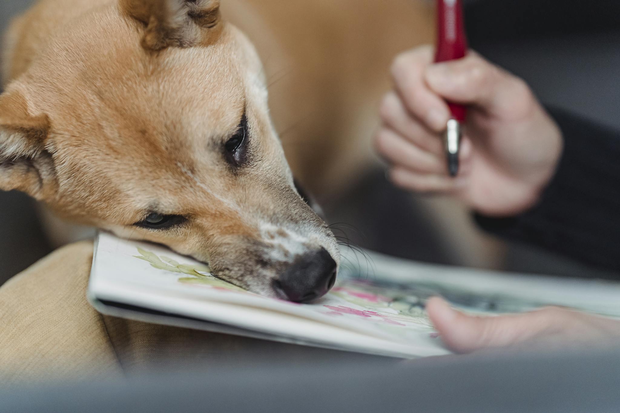 A content dog rests its head on an artist's sketchpad as they draw.